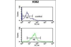 EIF3G Antibody (Center) (ABIN651535 and ABIN2840284) flow cytometric analysis of K562 cells (bottom histogram) compared to a negative control cell (top histogram). (EIF3G antibody  (AA 209-238))