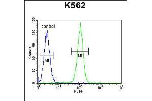 Flow cytometric analysis of K562 cells (right histogram) compared to a negative control cell (left histogram). (DDX27 antibody  (C-Term))