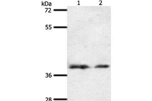 Western Blot analysis of 293T and hela cell using SSTR1 Polyclonal Antibody at dilution of 1:500 (SSTR1 antibody)