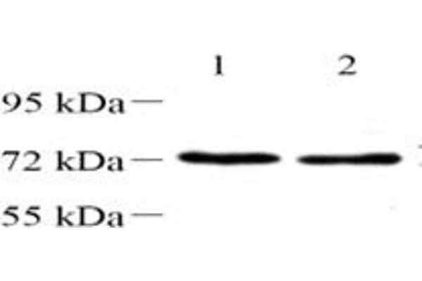 NT5C1B antibody