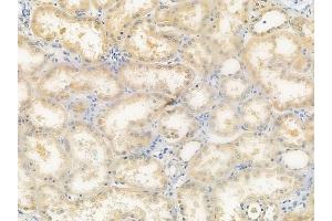 ABIN6260301 and ABIN6277526 at 1/100 staining human normal kidney tissue by IHC-P. (BPI antibody  (Internal Region))