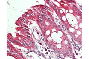 Anti-CDH12 / Cadherin 12 antibody IHC staining of human colon. (Cadherin 12 antibody  (HRP))