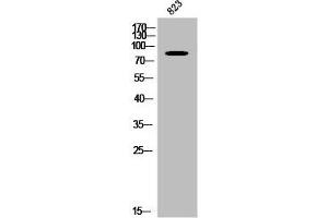 Western Blot analysis of 823 cells using RFWD3 Polyclonal Antibody (RFWD3 antibody  (Internal Region))