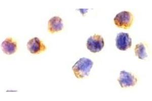 Immunocytochemical staining of AIF in Jurkat cells with AIF(NT) antibody at 2 μg/ml. (AIF antibody)