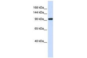 Image no. 1 for anti-SCAN Domain Containing 3 (SCAND3) (AA 51-100) antibody (ABIN6741003) (SCAND3 antibody  (AA 51-100))