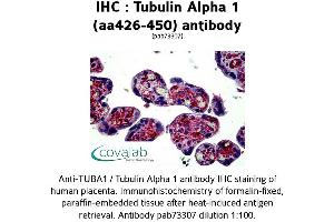 Image no. 2 for anti-alpha Tubulin (TUBA1) (AA 426-450) antibody (ABIN1740442)