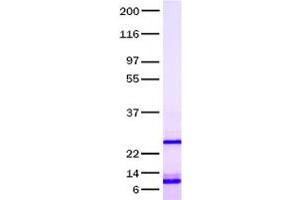 Validation with Western Blot (BMP2 Protein)
