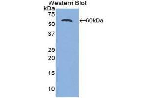 Western Blotting (WB) image for anti-Activated Leukocyte Cell Adhesion Molecule (ALCAM) (AA 28-527) antibody (ABIN1857960) (CD166 antibody  (AA 28-527))