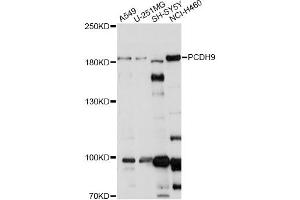 Western blot analysis of extracts of various cell lines, using PCDH9 antibody. (Protocadherin 9 antibody)