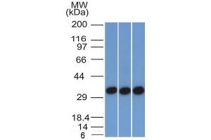 Western Blotting (WB) image for anti-Epithelial Cell Adhesion Molecule (EPCAM) (AA 77-202), (Extracellular Domain) antibody (ABIN6939977)