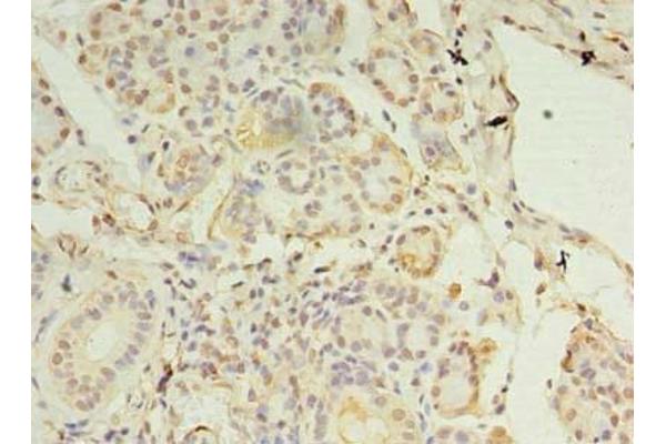 CCDC109B antibody  (Regulatory Subunit)