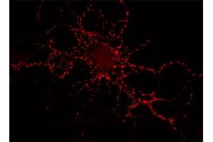 Indirect immunostaining of rat hippocampus neurons (dilution 1 : 500). (Piccolo antibody  (AA 2011-2350))