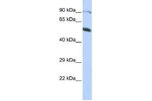 ZNF641 antibody used at 0. (ZNF641 antibody  (Middle Region))