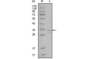 Western blot analysis using FRK mouse mAb against truncated FRK-His recombinant protein (1). (FRK antibody  (AA 2-300))
