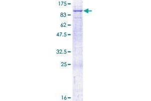 CAPN10 Protein (AA 1-672) (GST tag)