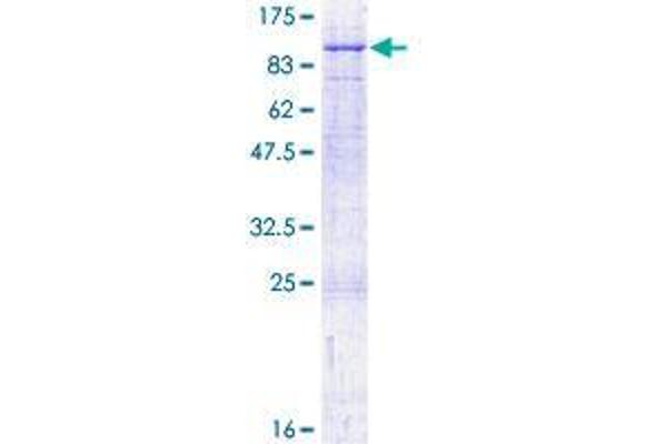 CAPN10 Protein (AA 1-672) (GST tag)
