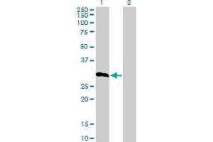Western Blot analysis of IGFBP6 expression in transfected 293T cell line by IGFBP6 MaxPab polyclonal antibody. (IGFBP6 antibody  (AA 1-240))