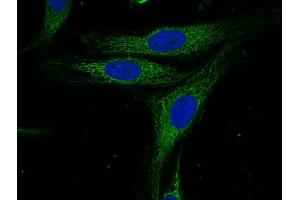 Indirect immunostaining of HELA cells (dilution 1 : 100; green). (Syntaxin 4 antibody  (Cytoplasmic Domain))