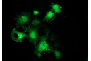 Anti-FHL1 mouse monoclonal antibody (ABIN2453832) immunofluorescent staining of COS7 cells transiently transfected by pCMV6-ENTRY FHL1 (RC203478). (FHL1 antibody)