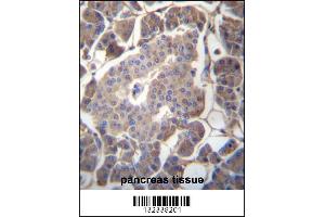 GP2 Antibody immunohistochemistry analysis in formalin fixed and paraffin embedded human pancreas tissue followed by peroxidase conjugation of the secondary antibody and DAB staining. (GP2 antibody  (N-Term))
