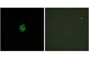 Immunofluorescence analysis of HuvEc cells, using GPR151 Antibody. (GPR151 antibody  (AA 370-419))