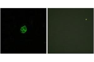 Immunofluorescence analysis of HuvEc cells, using GPR151 Antibody. (GPR151 antibody  (AA 370-419))