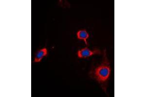 Immunofluorescent analysis of CD172a staining in THP1 cells. (SIRPA antibody  (C-Term))