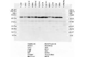Western blot analysis of multiple cell lines lysates showing detection of Calreticulin protein using Rabbit Anti-Calreticulin Polyclonal Antibody . (Calreticulin antibody  (PerCP))