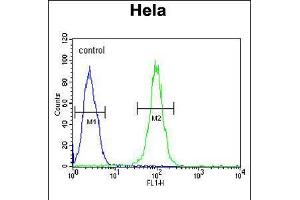 Flow cytometric analysis of Hela cells (right histogram) compared to a negative control cell (left histogram). (GRP78 antibody  (C-Term))