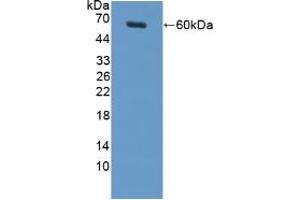 Detection of Recombinant MUC20, Rat using Polyclonal Antibody to Mucin 20 (MUC20) (MUC20 antibody  (AA 113-347))