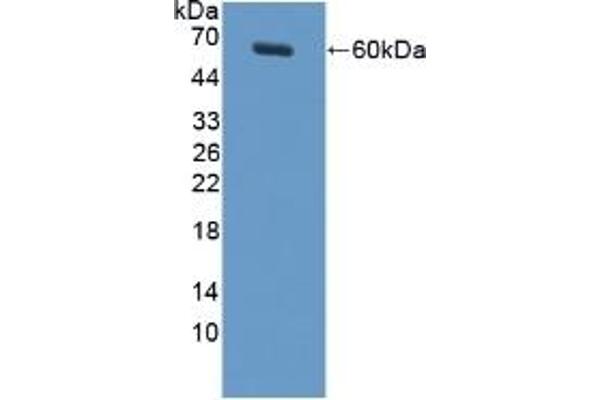 MUC20 antibody  (AA 113-347)