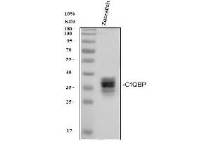 Western blot analysis of Zebrafish C1QBP using anti-Zebrafish C1QBP antibody (AZF1R3F7).