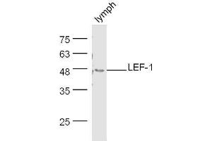 Mouse lymph node lysates probed with Rabbit Anti-LEF-1 Polyclonal Antibody, Unconjugated  at 1:500 for 90 min at 37˚C.