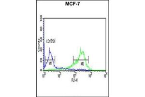 Flow Cytometric analysis of MCF-7 cells using HAPLN1 Antibody (N-term) Cat. (HAPLN1 antibody  (N-Term))