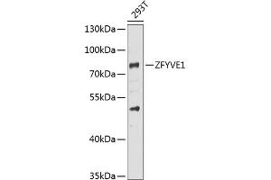 Western blot analysis of extracts of 293T cells, using ZFYVE1 antibody (ABIN6128964, ABIN6150436, ABIN6150437 and ABIN6223429) at 1:1000 dilution. (ZFYVE1 antibody  (AA 1-280))