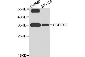 Western blot analysis of extracts of various cell lines, using CCDC92 antibody (ABIN5974817) at 1/1000 dilution. (CCDC92 antibody)