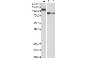 ABIN2851821 (0. (Cadherin 13 antibody  (Internal Region))