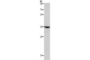 Gel: 8 % SDS-PAGE, Lysate: 40 μg, Lane: HT29 cells, Primary antibody: ABIN7190847(GPR171 Antibody) at dilution 1/400, Secondary antibody: Goat anti rabbit IgG at 1/8000 dilution, Exposure time: 3 minutes
