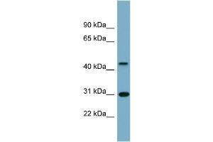 WB Suggested Anti-ARMCX3 Antibody Titration:  0. (ARMCX3 antibody  (Middle Region))