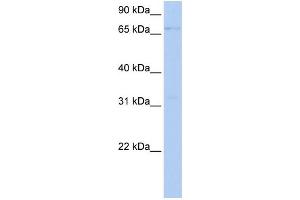 WB Suggested Anti-LSS Antibody Titration:  0. (LSS antibody  (Middle Region))