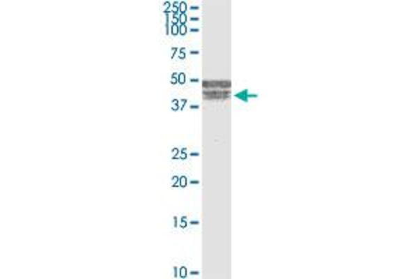 BNIPL antibody  (AA 1-275)