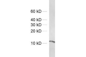 Western Blotting (WB) image for anti-Profilin (PFN) antibody (ABIN1742559) (Profilin antibody)