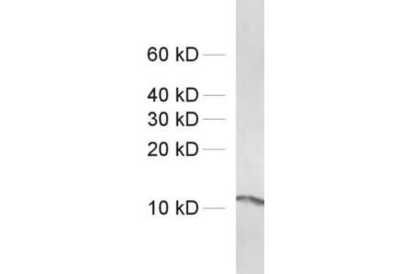 Profilin anticorps