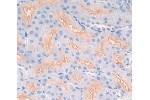 Used in DAB staining on fromalin fixed paraffin- embedded kidney tissue (SMPD2 antibody  (AA 1-324))