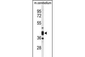 Western blot analysis of CYTH3 Antibody (C-term) (ABIN653626 and ABIN2842979) in mouse cerebellum tissue lysates (35 μg/lane). (Cytohesin 3 antibody  (C-Term))