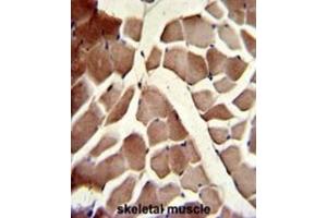 Immunohistochemistry (IHC) image for anti-Component of Oligomeric Golgi Complex 4 (COG4) antibody (ABIN3003206) (COG4 antibody)