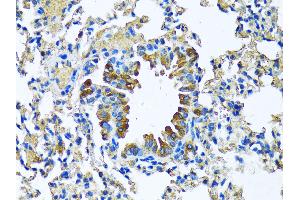 Immunohistochemistry (IHC) image for anti-Milk Fat Globule-EGF Factor 8 Protein (MFGE8) (AA 1-200) antibody (ABIN6143792)