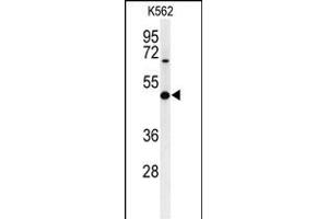 Western blot analysis of B3GAT1 Antibody (N-term) (ABIN653880 and ABIN2843128) in K562 cell line lysates (35 μg/lane). (CD57 antibody  (N-Term))