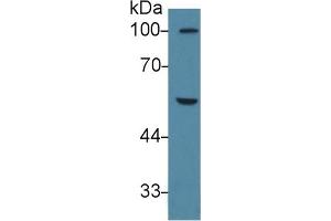 Western Blotting (WB) image for anti-Peroxisome Proliferator-Activated Receptor gamma (PPARG) (AA 149-273) antibody (ABIN7432850)