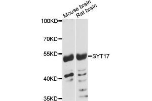 Western blot analysis of extracts of various cell lines, using SYT17 antibody (ABIN5972739) at 1:3000 dilution. (SYT17 antibody)
